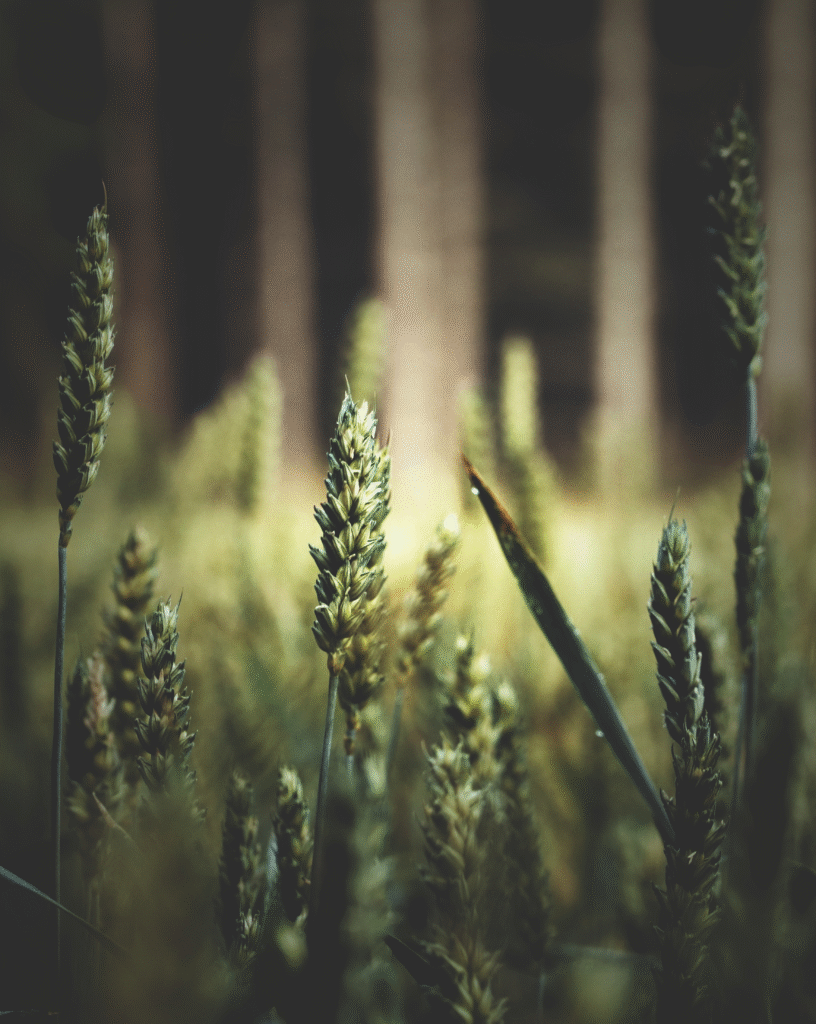 Sustainable Wellness Strategy