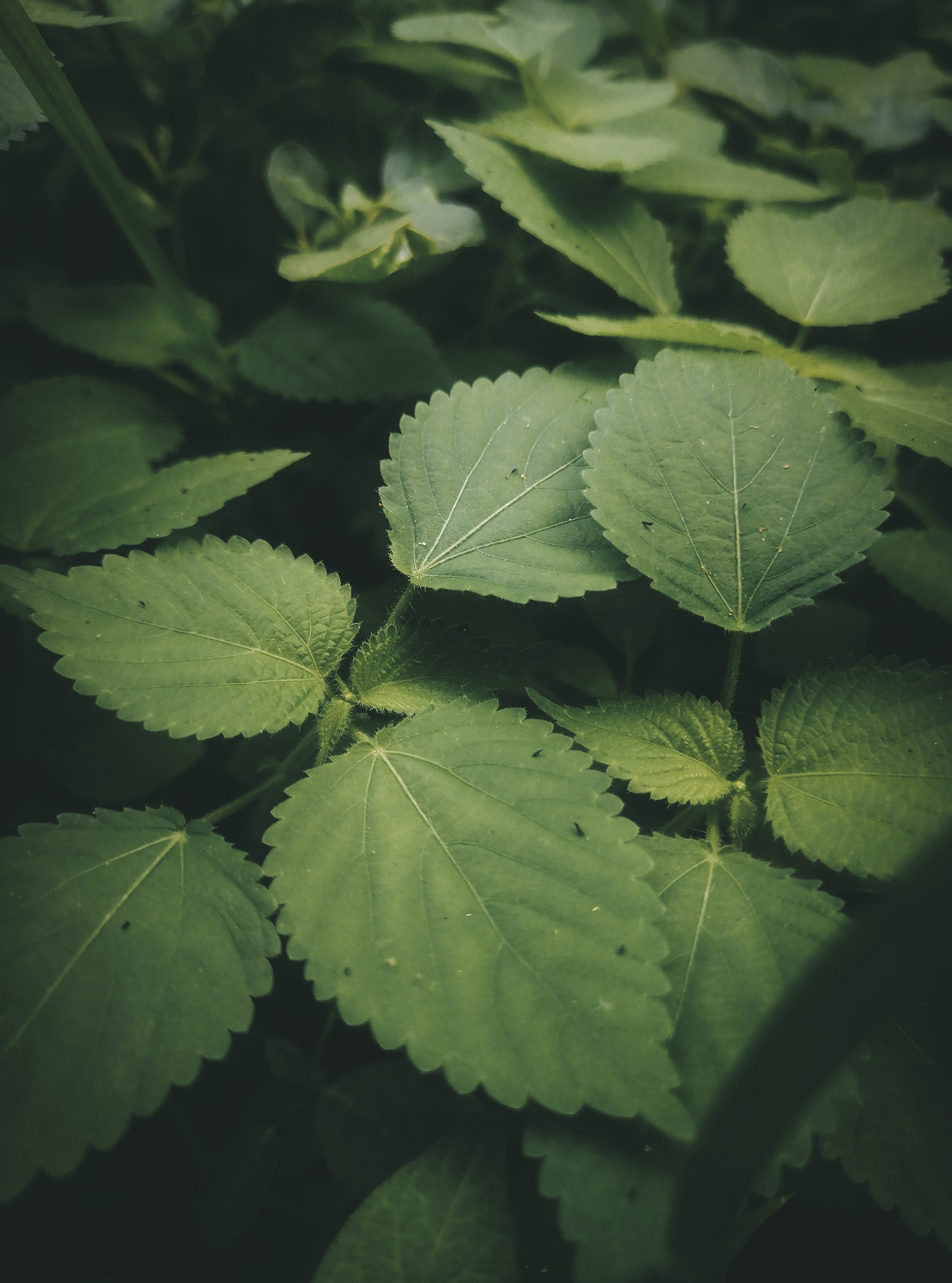 Longevity Systems & Human Performance Design